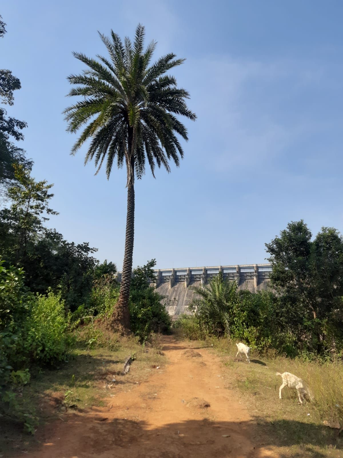 A dirt path winds its way towards the dam. A palm tree stands in the foreground, with two white goats grazing