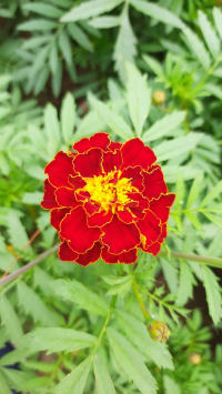 red marigold flower