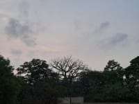 Silhouettes of trees stand against a serene evening sky, with soft clouds drifting above as daylight fades : Nandan Boys hostel