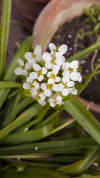 Sweet Alyssum Flower