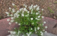 White flowers : Sweet Alyssum