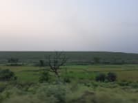 A beautiful field with trees and grass from the train window. The landscape was so peaceful and serene