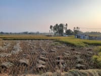 Harvested paddy fields