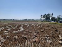 Freshly harvested paddy field