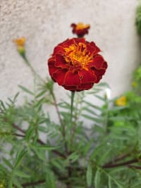 Vibrant Scarlet Red Marigold (Tagetes erecta) blooming on our roof