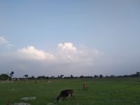 Under vast blue sky and fluffy clouds Cows