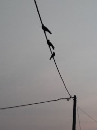 Three birds perched on a electrical wire against a muted sky, Buniadpur